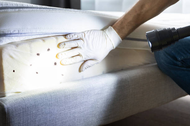 Best Pest Inspection Near Me  in Manhasset Hills, NY